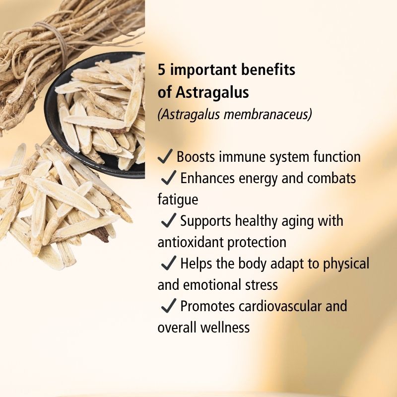 Astragalus Root Herbal Tincture
