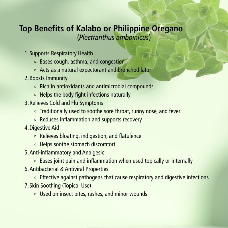 Kalabo (Oregano) tincture